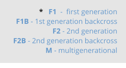 *   F1  -  first generation F1B - 1st generation backcross F2 - 2nd generation  F2B - 2nd generation backcross M - multigenerational