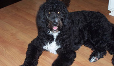 smeraglia schnoodle